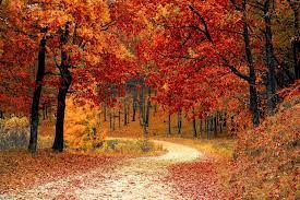 Drive Into Fall Special